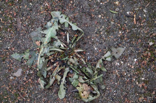 Ukrudtsbrænder: Dagen efter du har brugt din ukrudtsbrænder Ukrudtsbrænder: Dagen efter du har brugt din ukrudtsbrænder